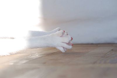 Close-up of cat sitting on floor