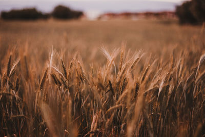 Close-up of stalks in field