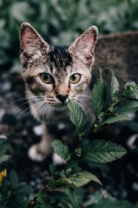 Close-up portrait of a cat