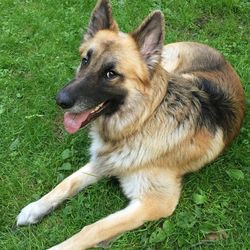 Dog on grassy field