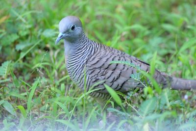 Close-up of bird perching on grass