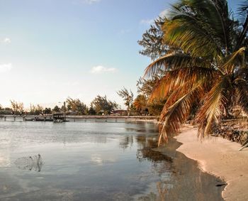 Palm trees on beach against sky