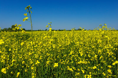 Scenic view of oilseed rape field against sky