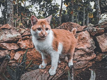 Portrait of a cat