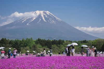People on purple field against mount fuji