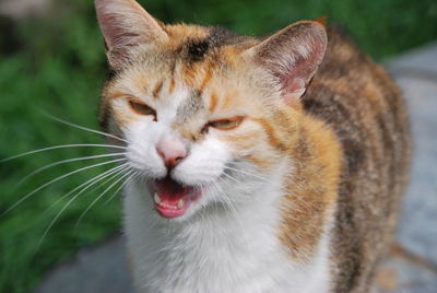 Close-up portrait of cat