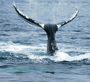 Whale swimming in sea