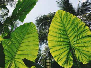 Low angle view of palm leaves
