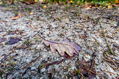 High angle view of dry leaves on field