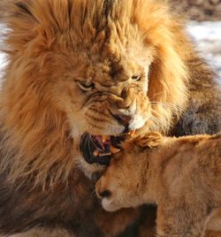 Close-up of lion and cub playing outdoors