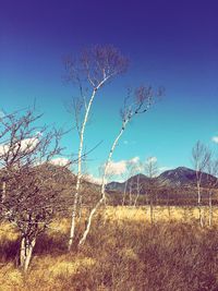 Scenic view of field against clear blue sky