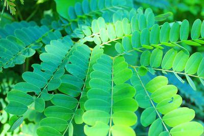 Full frame shot of green leaves