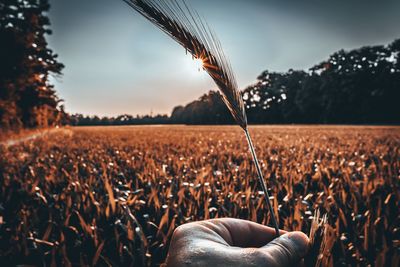 Midsection of wheat growing on field against sky