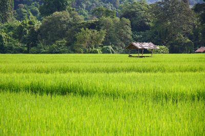 Scenic view of rice field against trees