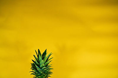 Close-up of fresh yellow plant against orange sky