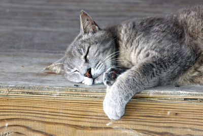 Close-up of cat lying on hardwood floor