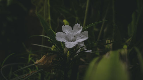 Close-up of white flowering plant on field