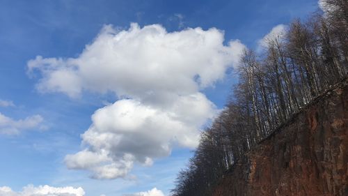 Low angle view of trees against sky