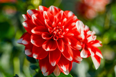 Close-up of red dahlia