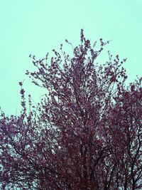 Low angle view of cherry blossoms against sky