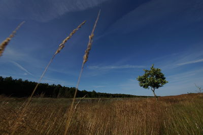 Scenic view of wheat field against blue sky