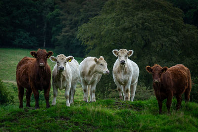 Curious cows