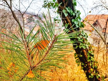 Low angle view of tree