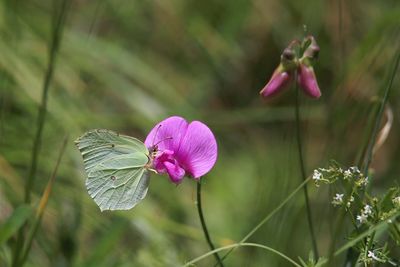 Close-up of pink flowering plant