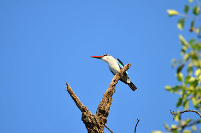 Low angle view of bird on branch against clear blue sky