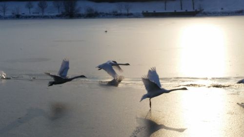 Birds flying over beach