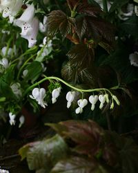 Close-up of flowers blooming on tree