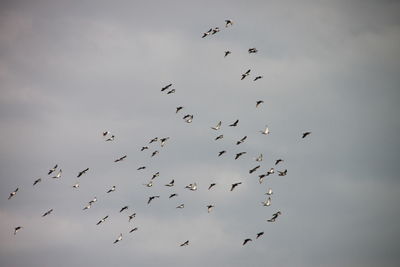 Low angle view of birds flying against sky