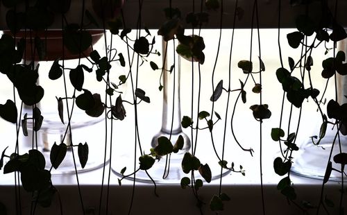Low angle view of lanterns hanging against window