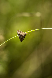 Butterfly on leaf