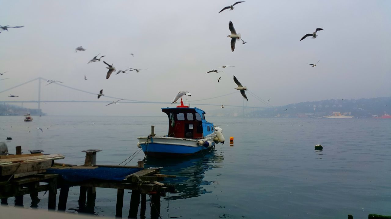 water, bird, large group of animals, nautical vessel, flying, sky, animals in the wild, animal themes, sea, nature, animal wildlife, mode of transport, transportation, waterfront, flock of birds, outdoors, harbor, no people, beauty in nature, day