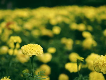 Close-up of yellow flowers blooming on field