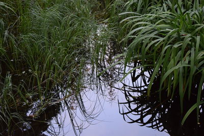Reflection of trees in lake