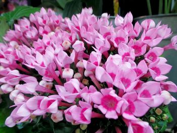 Close-up of pink flowers blooming outdoors