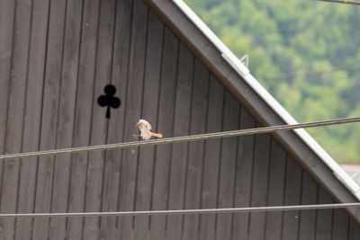 Birds perching on railing against wall