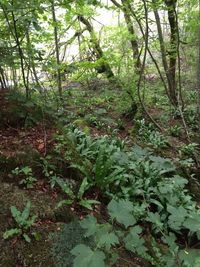 Trees in forest