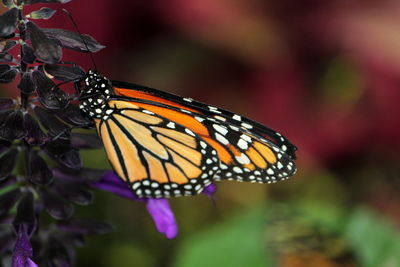 Close-up of butterfly pollinating on purple flower