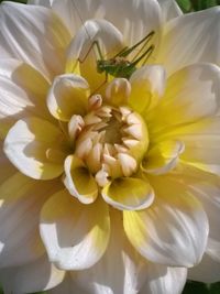 Close-up of white flowering plant