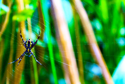 Close-up of spider on web