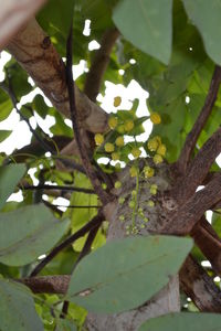 Low angle view of leaves on tree