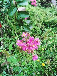 Close-up of pink flowers