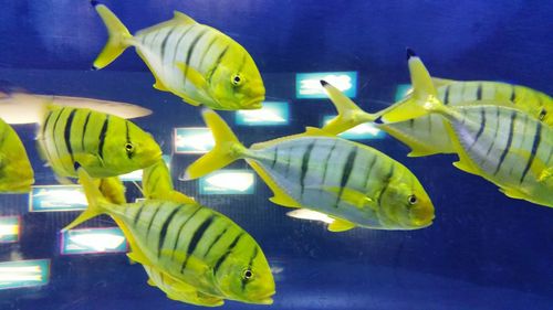 Close-up of fish swimming in aquarium