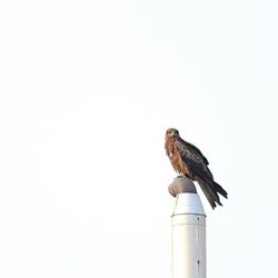 Low angle view of birds in flight