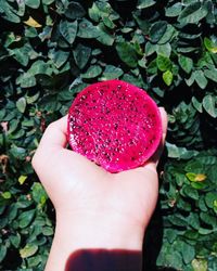 Close-up of hand holding strawberry