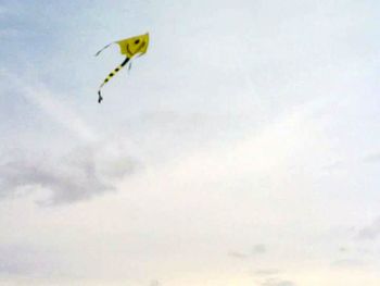 Low angle view of bird flying in sky