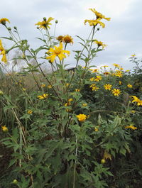 Close-up of yellow flowers blooming in field